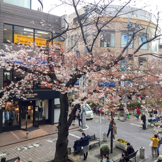 相談室前の緑道